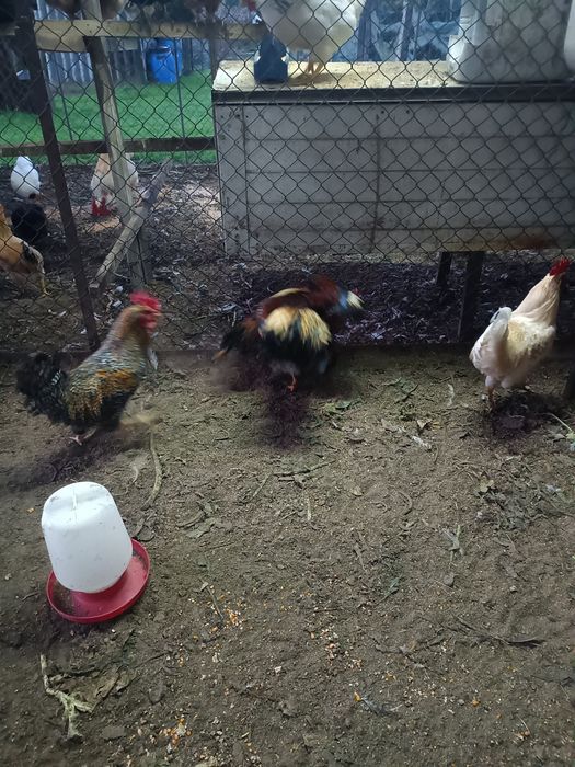 Vendo galos caseiros