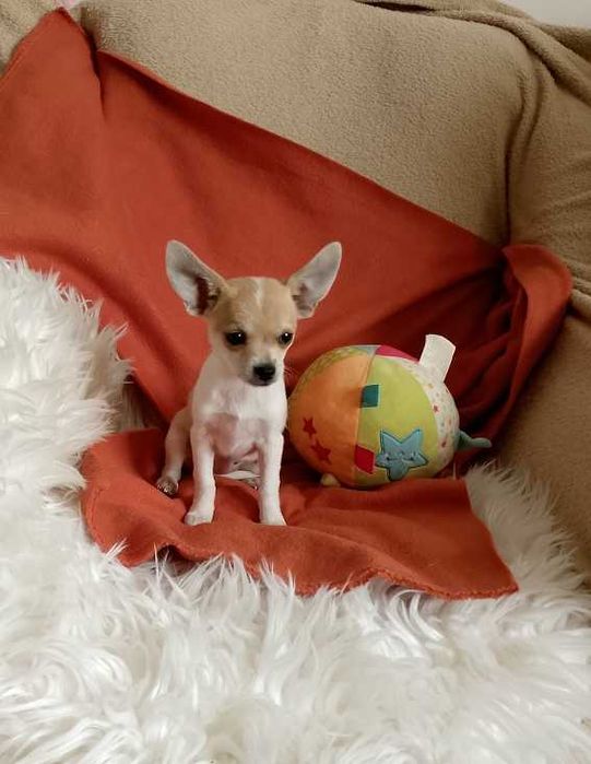 Chihuahua dziewczynka, komplet szczepień