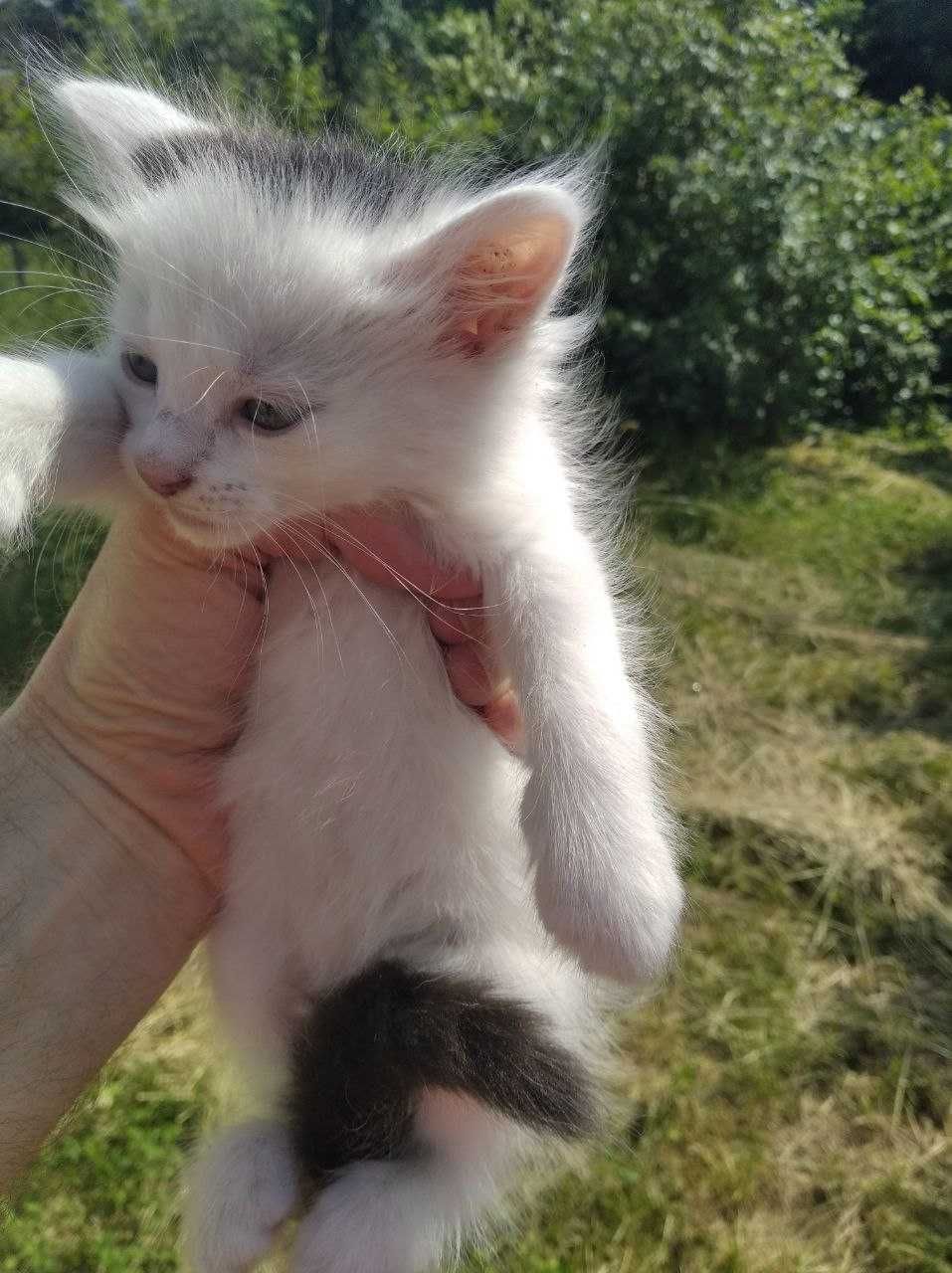 Безкоштовно. Котик у добрі руки. Доставка.