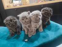 Scottish Fold – czarny kocurek do pokochania!