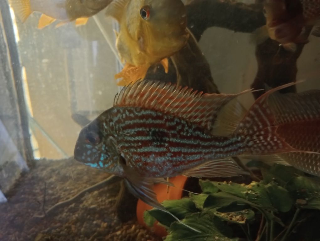 Ziemiojad Sveni, Geophagus Sveni, Młode pielęgnice.