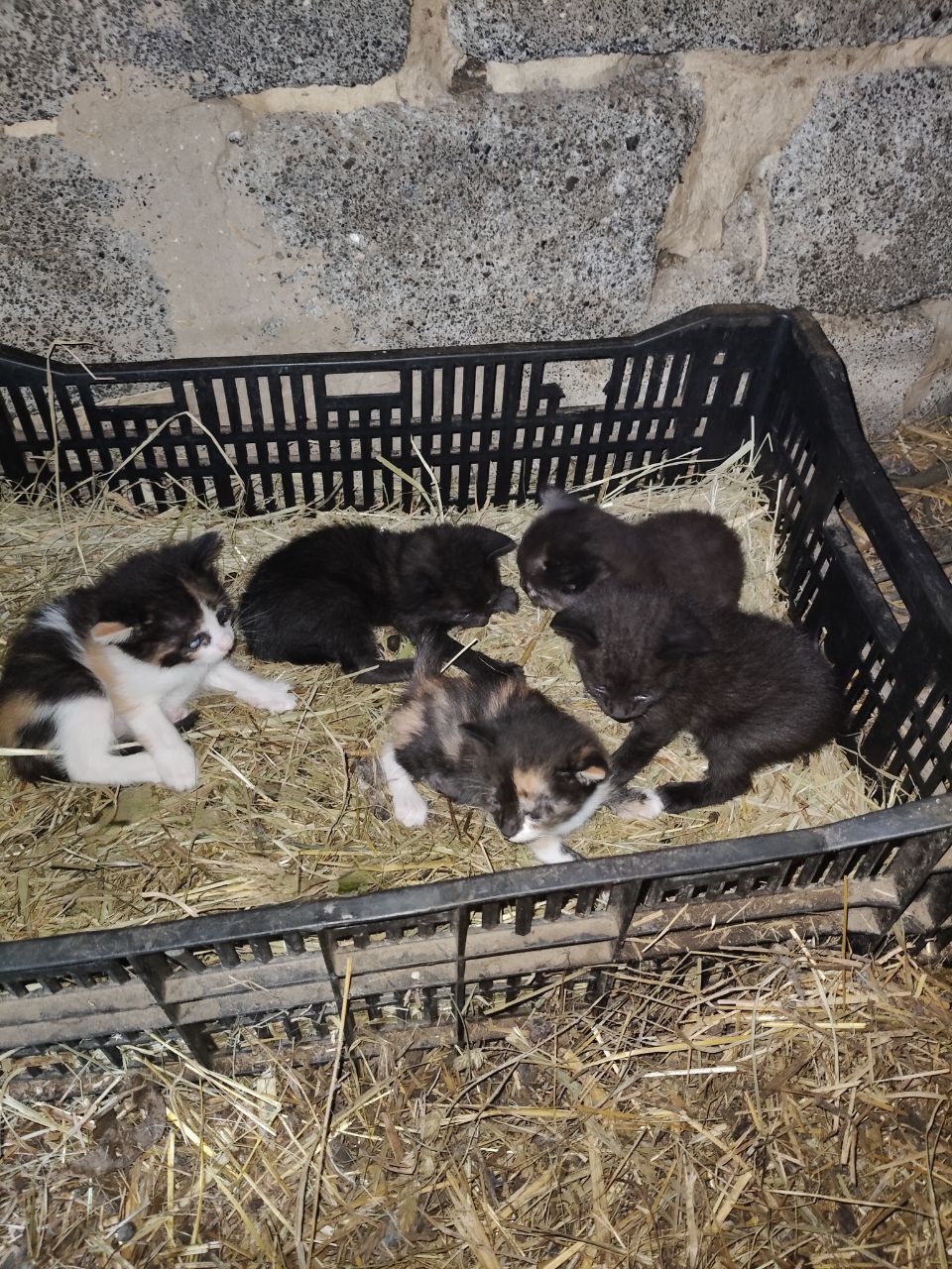 Віддам кошенят у дбайливі руки