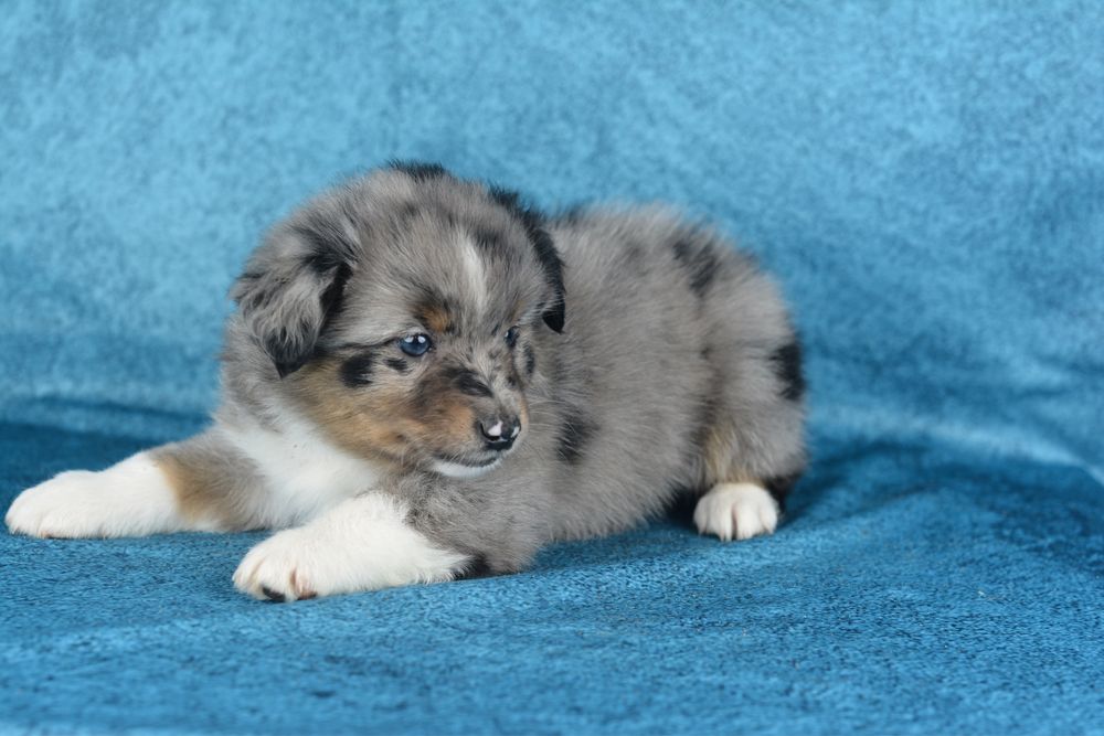 Miniaturowy Owczarek Amerykański- suczka blue merle