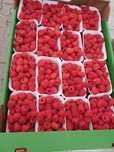 maliny tunelowe  sprzedam 35 pln/kg   praca przy malinach