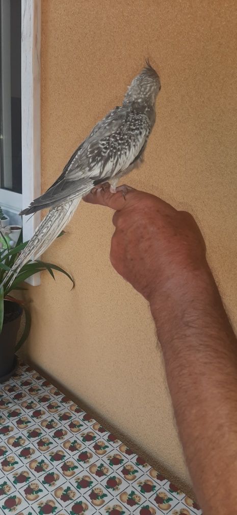 Vendo caturra criada à mão.