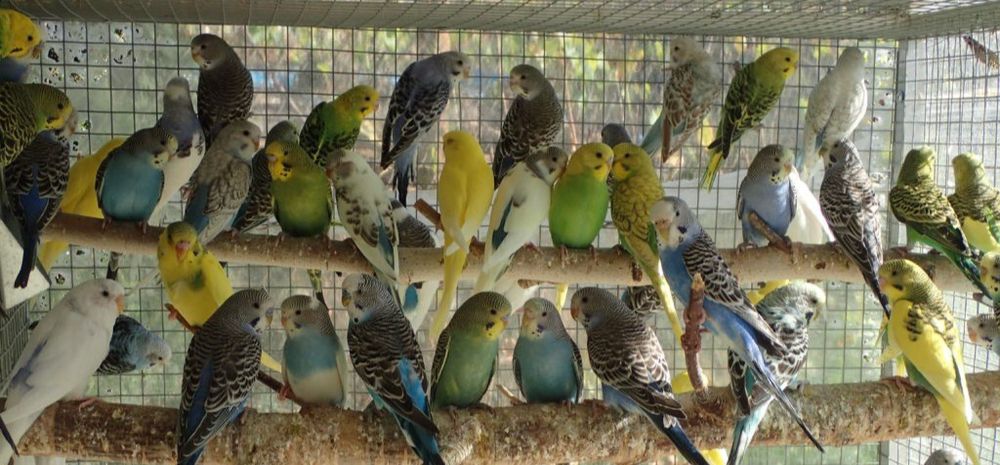 Sprzedam papugi faliste papużki