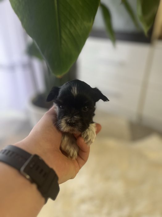 Biewer York suczka miniaturka xxs Odbior przed swietami