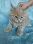 MAINE COON OKAZJA! Kotek z rodowodem FPL, zdrowy, towarzyski