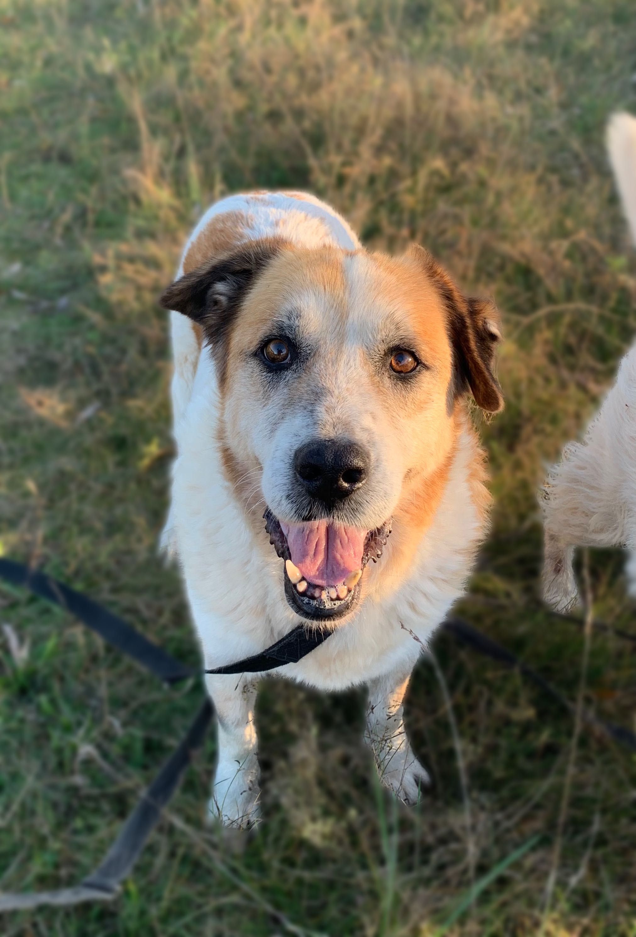Pepko do adopcji