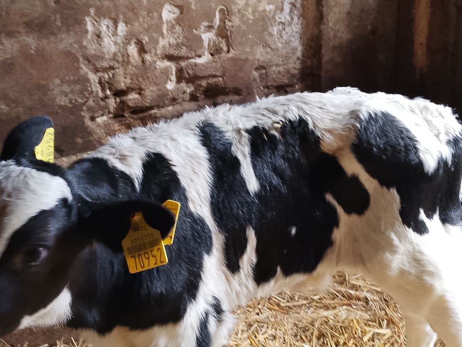 Sprzedam byczka z zdjęcia