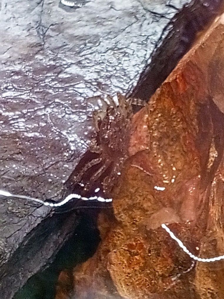 Kraby Red Devil Geosesorma