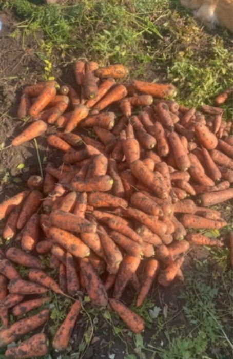 Морква каскад 1-2 сорт