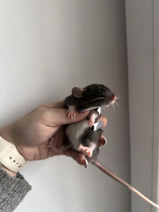 Криси Крысы Сміла, дамбо рекс