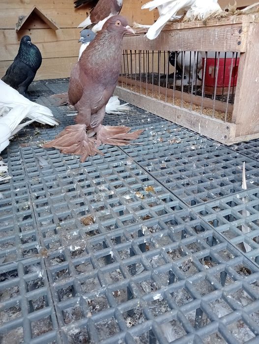 Samica garłacza pomorskiego