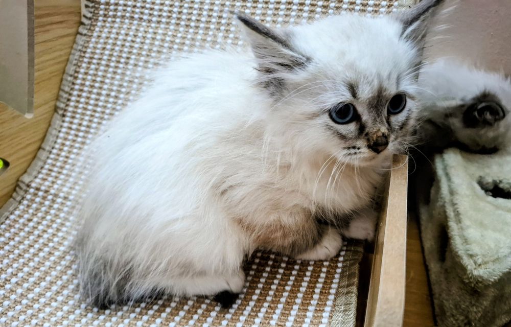 Chłopcy Neva Maesqerade FPL