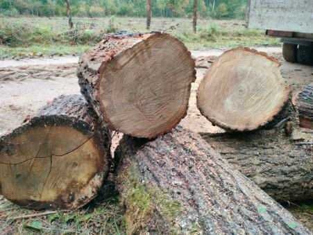 Drewno opałowe od 170zl za 1mp