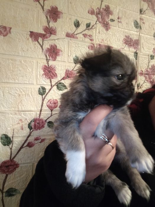 Продам чистокровних цуценяток пекінеса