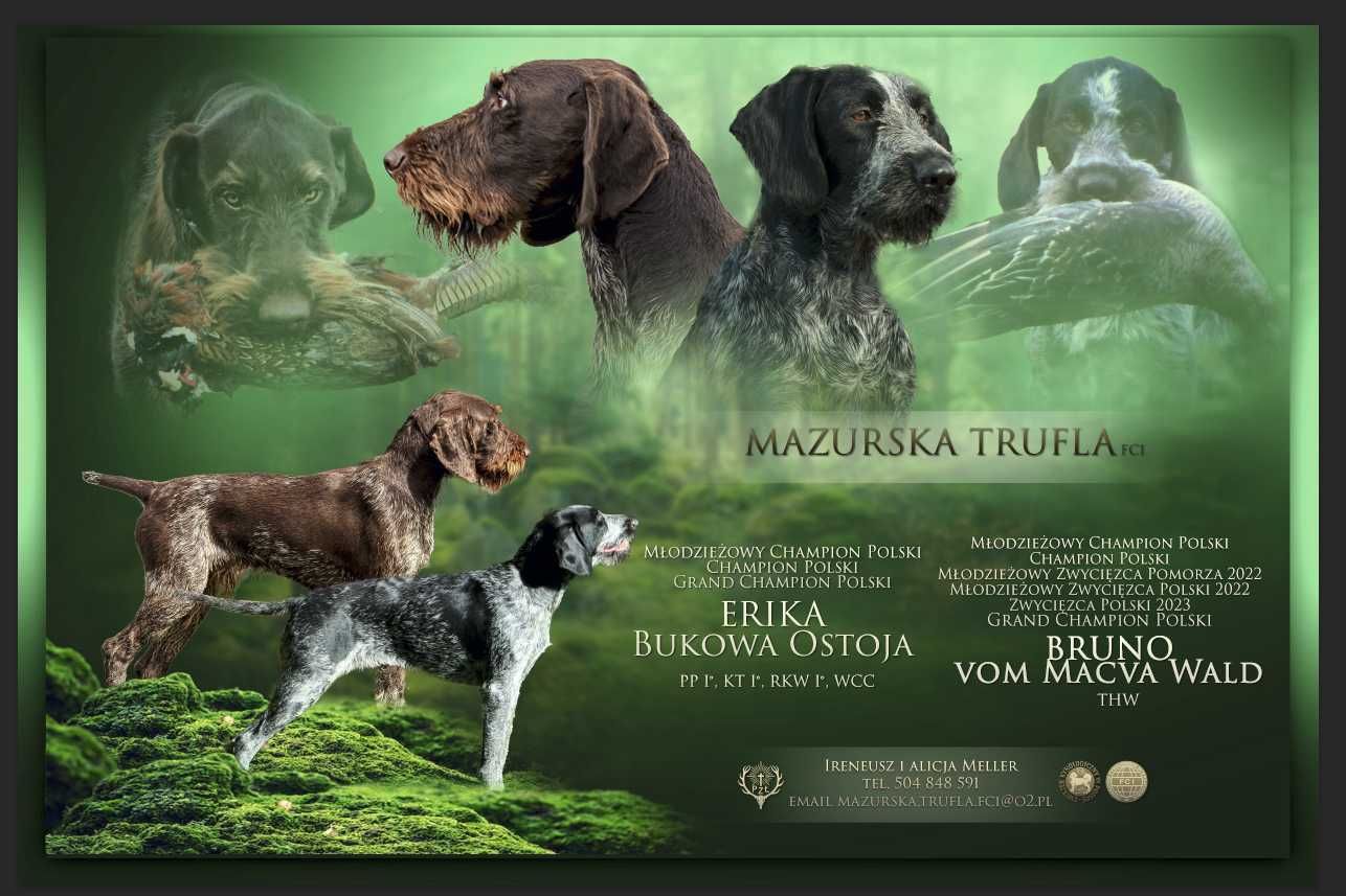 Wyżeł niemiecki szorstkowłosy