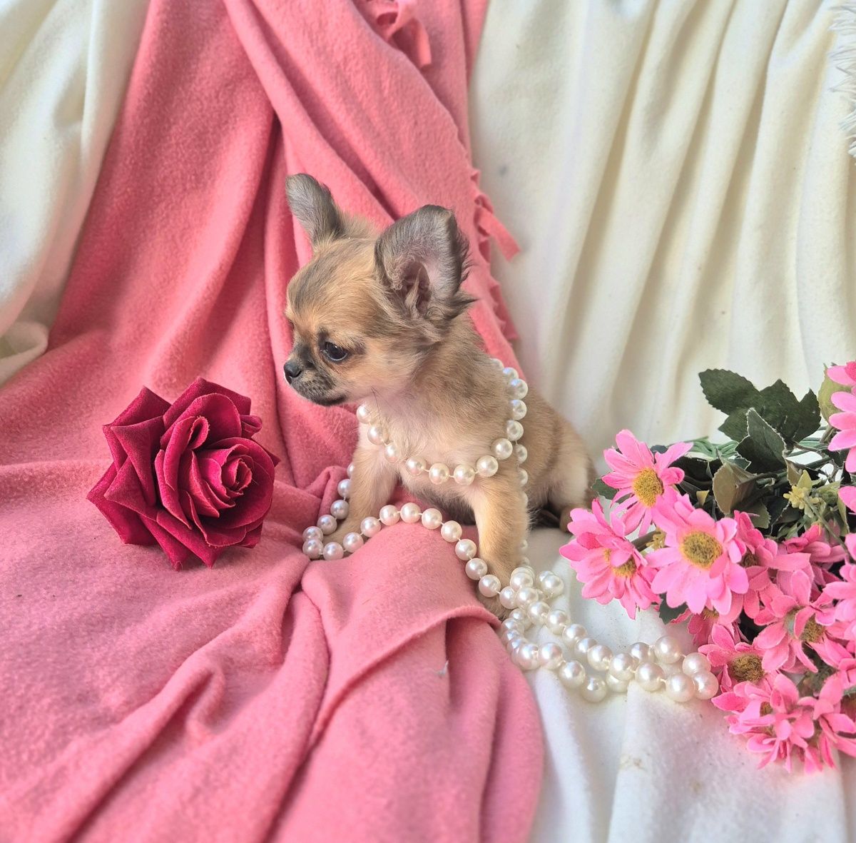 Śliczna Długowłosa Sunia Chihuahua! XS