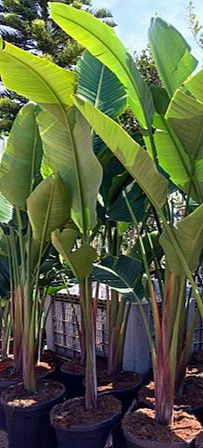 Strelitzia augusta nicolai, ou estrelícia gigante