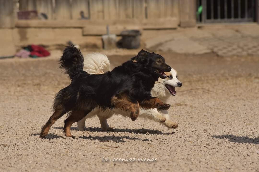 Lokaj i Lasso_  pozytywnie nastawieni do świata.