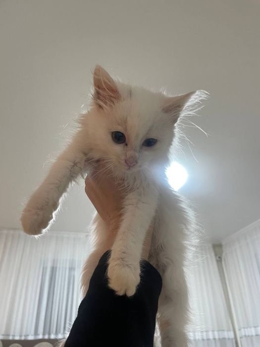 Котенята в добрі руки