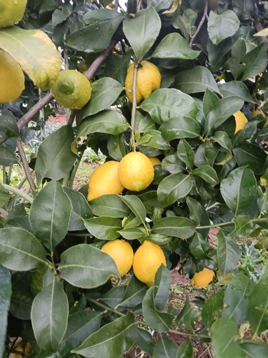 Limões de qualidade