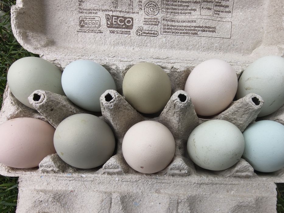 Jaja legowe czubate, lokowane ,gołoszyjki