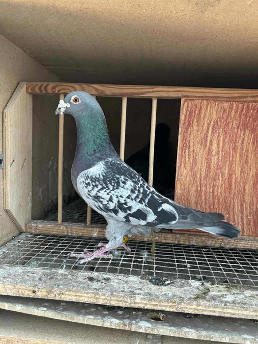 Gołębie pocztowe U.K. Mazepa