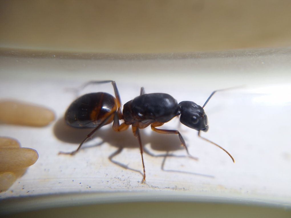 Camponotus thoracicus / Кампонотус торацикус / муравьи / формикарий