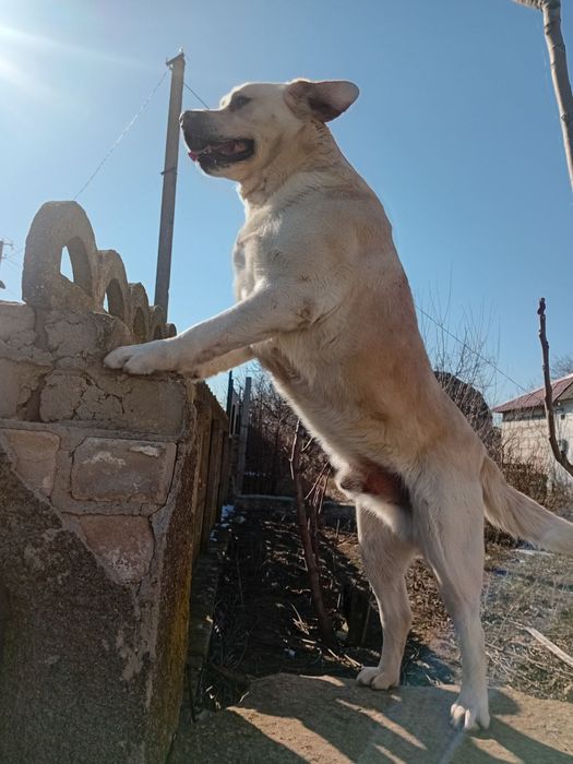 Вязка Лабрадор-Ретривер