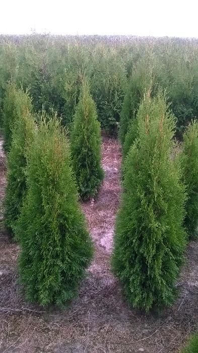 Thuja Tuja SMARAGD 120-140cm. 24zł/szt RABATY!!! PROMOCJA