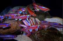 Notropis chrosomus. Cetarius