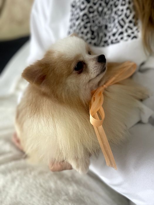 Померанські шпіци — Лише 2 хлопчика! Ідеальна можливість