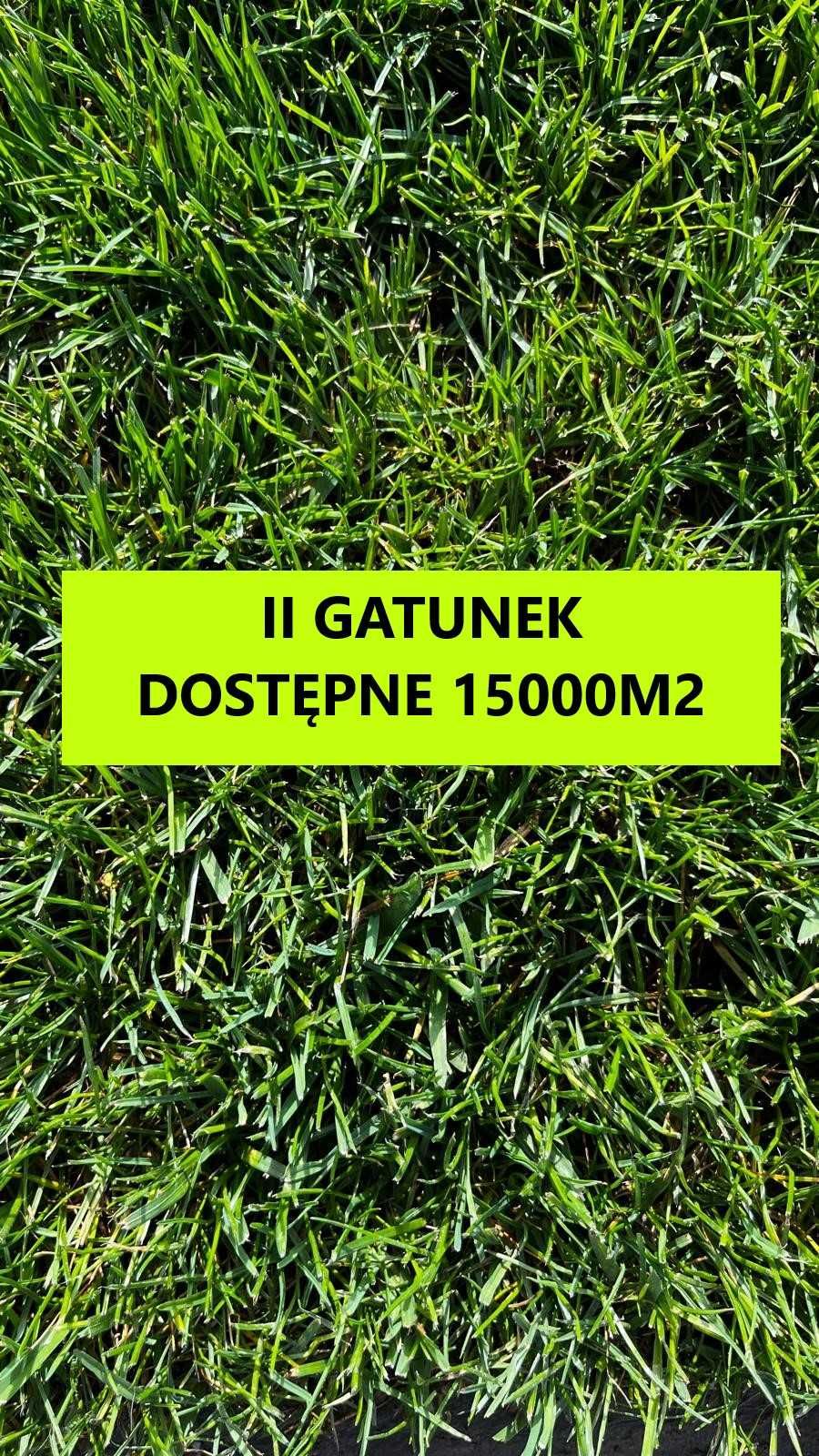 Trawa w rolkach II gatunek Barenbrug dostępne 15000m2