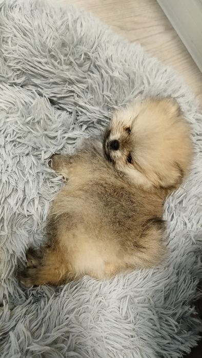szpic miniaturowy pomeranian