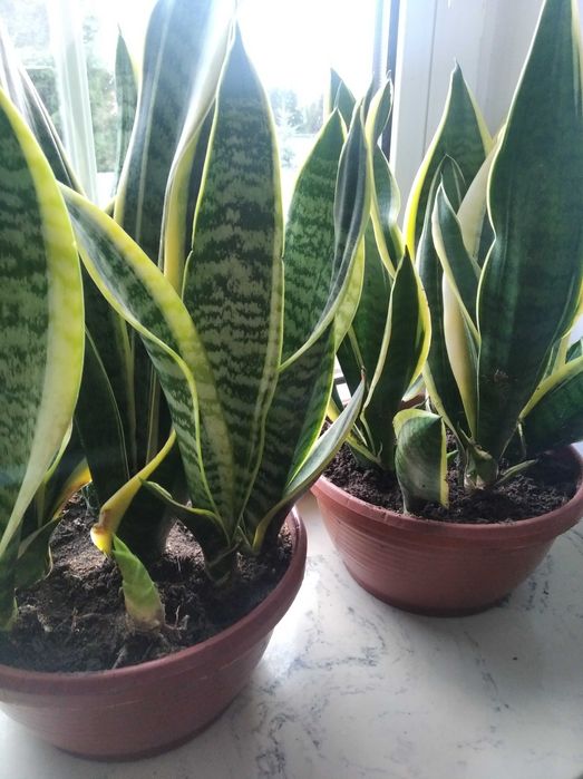 Sprzedam kwiaty doniczkowe