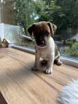 Jack Russell Terrier