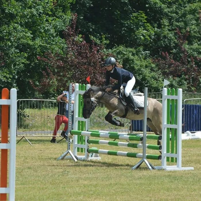 Sprzedam wałacha konika polskiego