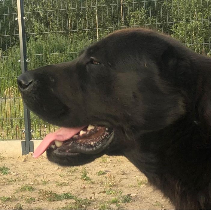 Owczarek Środkowoazjatycki szczenię Premium