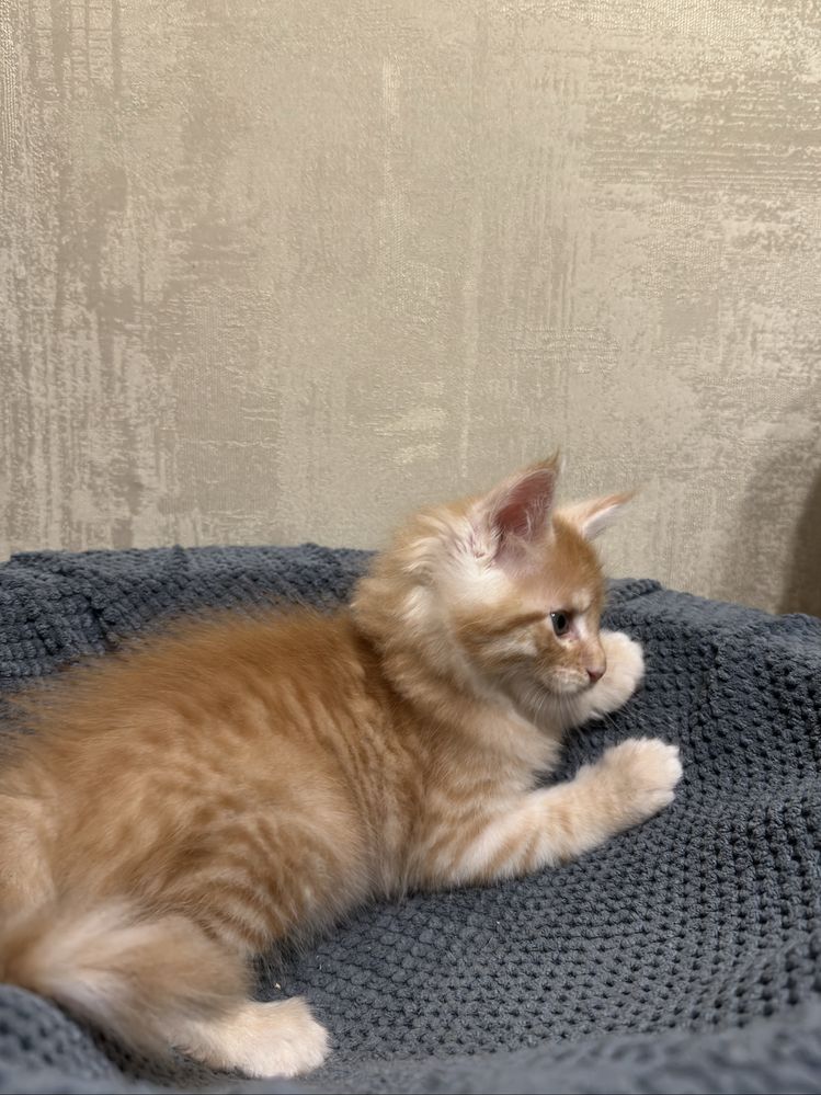 Котенок мейн-кун рыжий