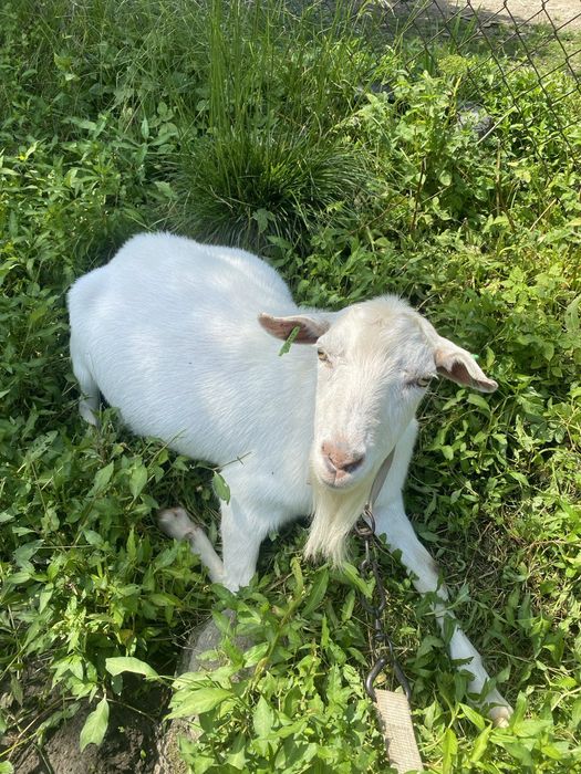 Коза і цап племінні  безрогі зааненської породи