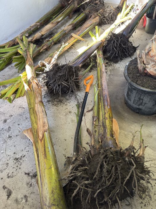 BANANOWIEC MROZOODPORNY XXL PALMA szorstkowiec laurowiśnia trawa basen