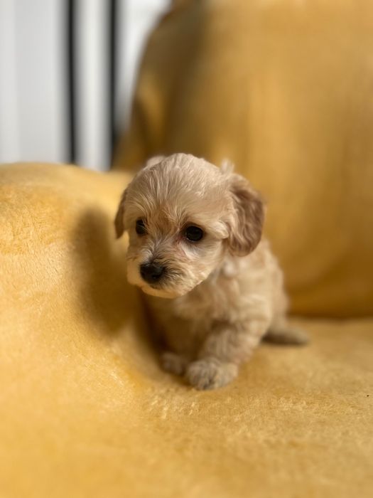Maltipoo - hybryda maltańczyk i pudel toy