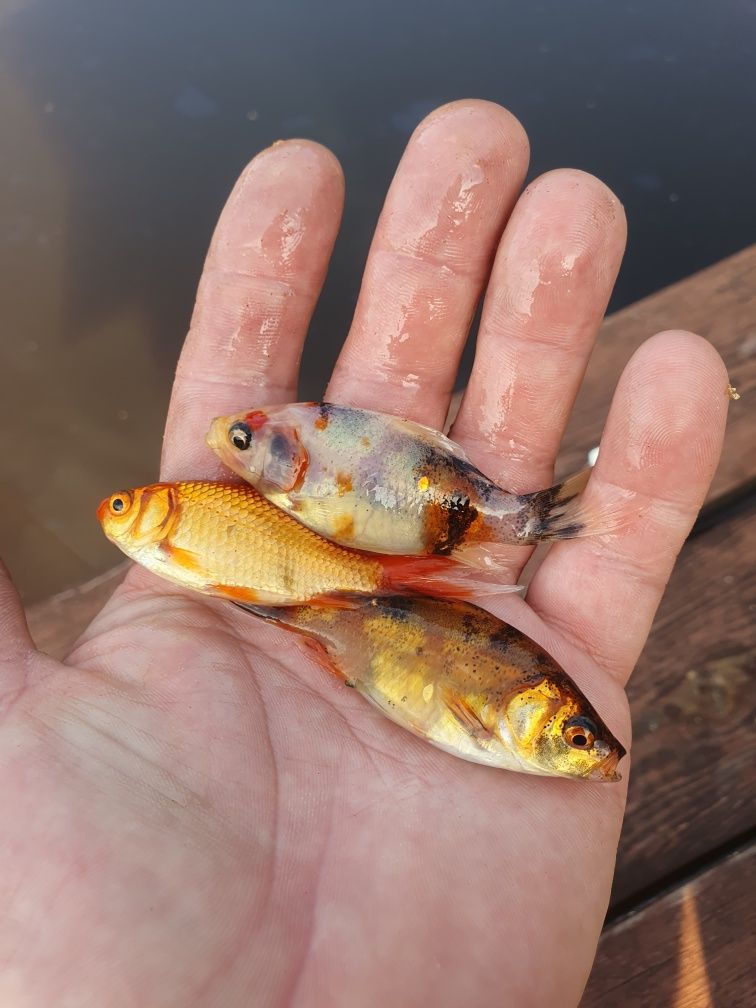 ryby karaś, karp  do oczka, stawu