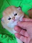 Ручеые милые котята золотая шиншилла