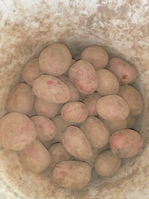 Ziemniaki soraja baltic