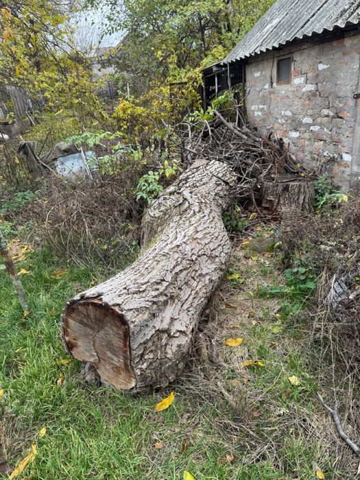 ВІДДАМ ДЕРЕВА безкоштовно