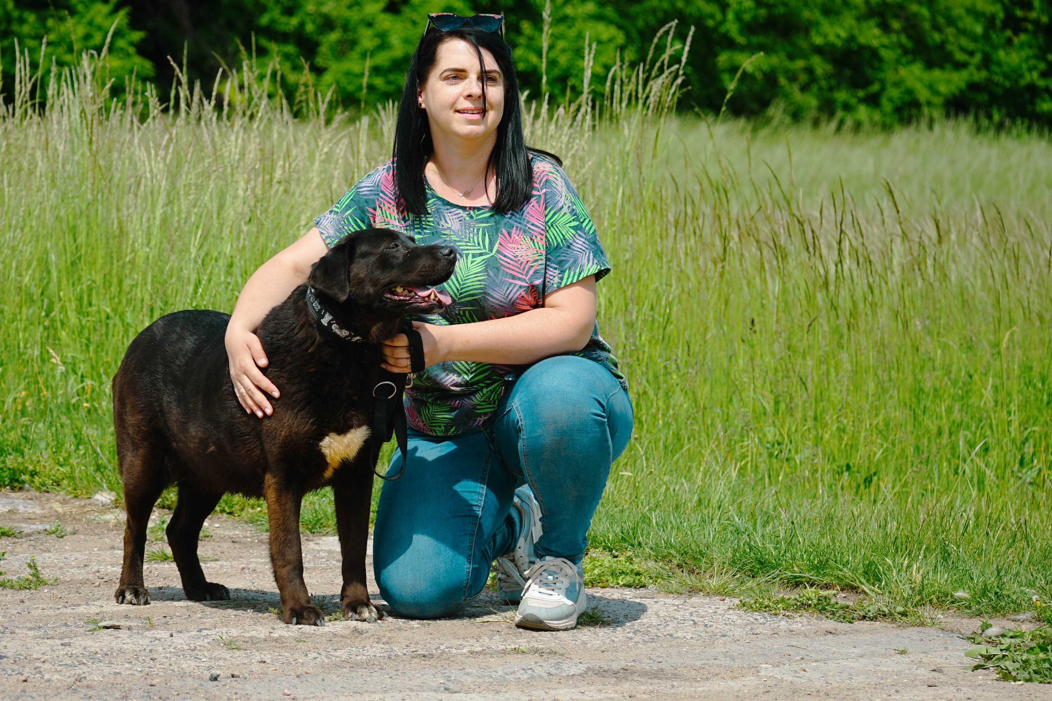 SABINA - śliczna sunia w typie labradora