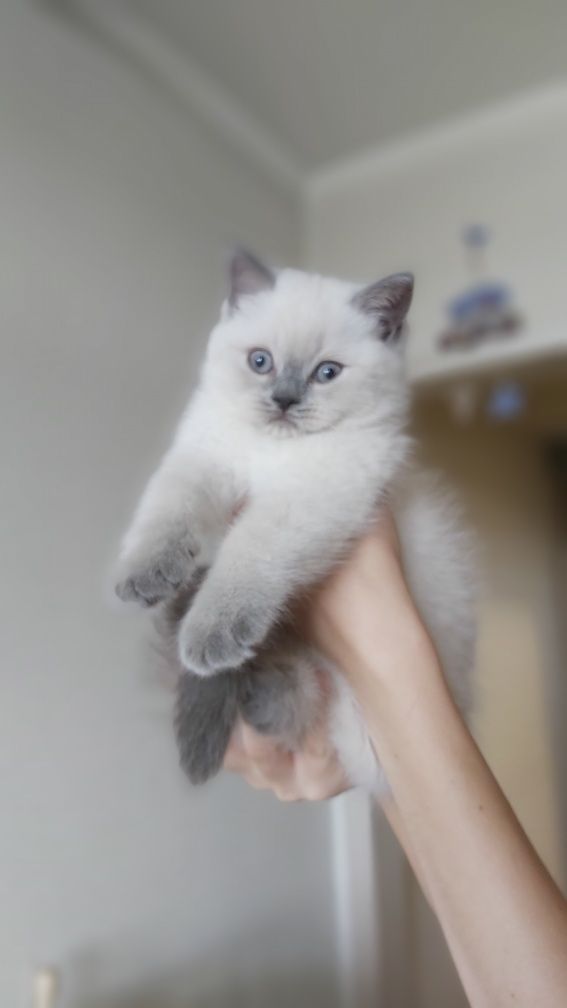 Кошенята Шотландський Блю Поінт. Вік 2 місяці.